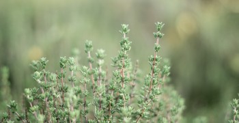 Thyme - Its benefits in cosmetology